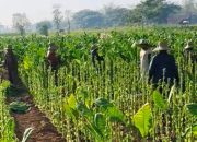 Petani Sumenep Rasakan Manfaat Perusahaan Rokok Lokal: Dulu Terjerat Hutang, Kini Bisa Beli Lahan