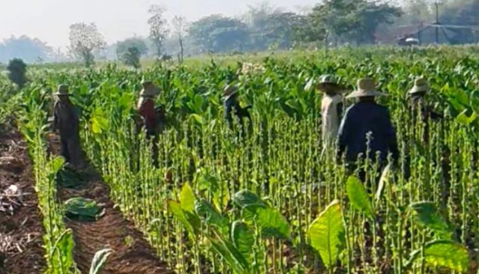 Petani Sumenep Rasakan Manfaat Perusahaan Rokok Lokal: Dulu Terjerat Hutang, Kini Bisa Beli Lahan