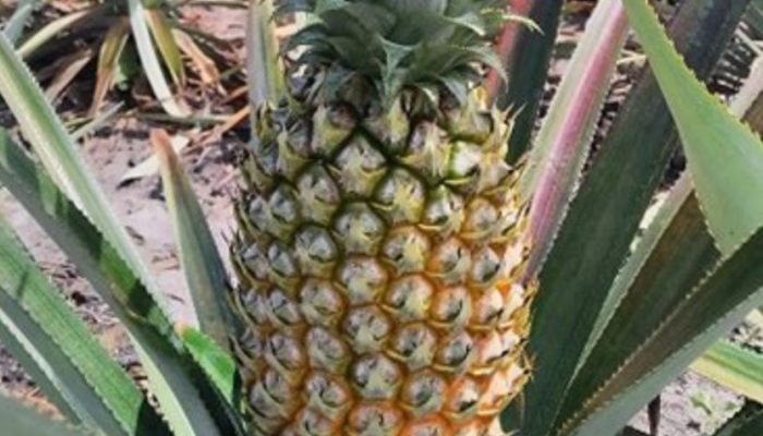 7 Manfaat Utama Buah Nanas bagi Kesehatan dan Cara Konsumsinya yang Sehat