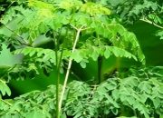 8 Manfaat Daun Kelor Bagi Kesehatan Tubuh