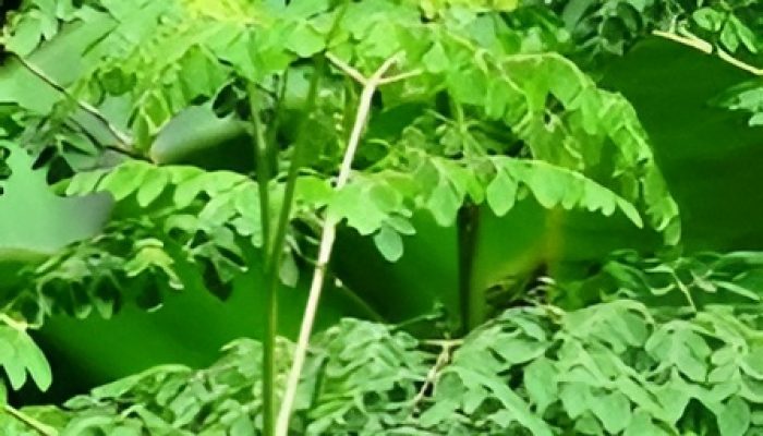 8 Manfaat Daun Kelor Bagi Kesehatan Tubuh