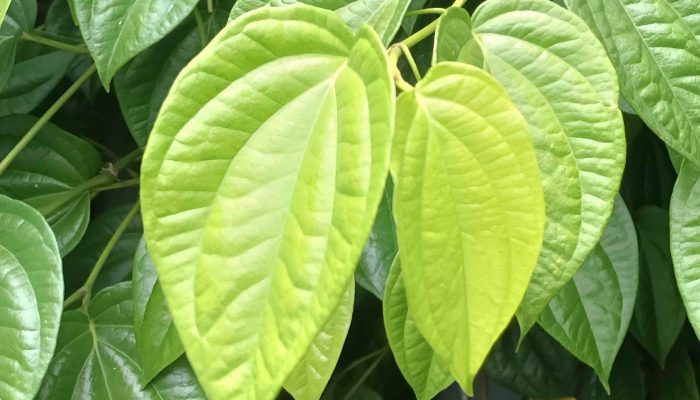 Optimalisasi Kesehatan Alami: 7 Manfaat Daun Sirih dan Aplikasinya