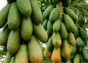 7 Manfaat Buah Pepaya untuk Kesehatan, Nomor 4 Paling Disukai Kaum Hawa!