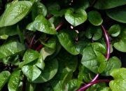 4 Manfaat Daun Binahong untuk Kesehatan & Cara Konsumsinya yang Aman