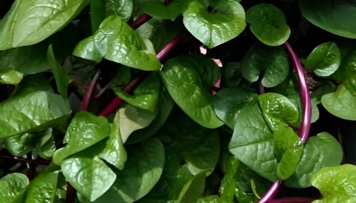 4 Manfaat Daun Binahong untuk Kesehatan & Cara Konsumsinya yang Aman