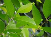 8 Manfaat Daun Salam untuk Kesehatan yang Jarang Diketahui