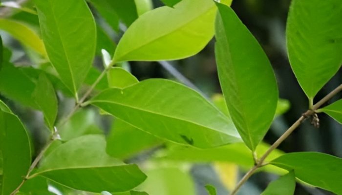 8 Manfaat Daun Salam untuk Kesehatan yang Jarang Diketahui