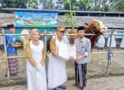 Perdana di Madura! Sapi Milik CEO Katandur Farm RH Izzu Muhammad Rofi’i Banyuanyar Dibeli Presiden RI
