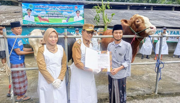 Perdana di Madura! Sapi Milik CEO Katandur Farm RH Izzu Muhammad Rofi’i Banyuanyar Dibeli Presiden RI