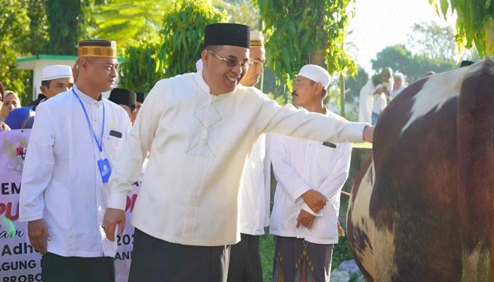 Sapi Kurban Hampir 1 Ton dari Presiden Prabowo Hadirkan Berkah Spesial di Kota Probolinggo